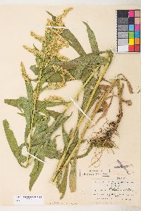 Solidago lepida image