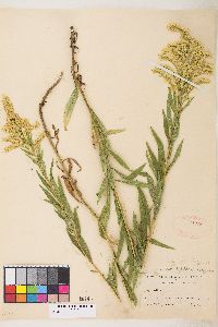 Solidago lepida image