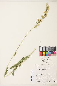 Solidago lepida image