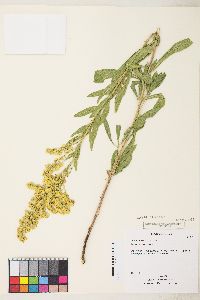 Solidago lepida image