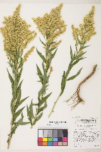 Solidago lepida var. salebrosa image