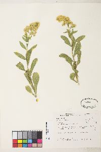 Solidago multiradiata image