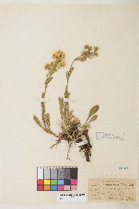 Solidago multiradiata image