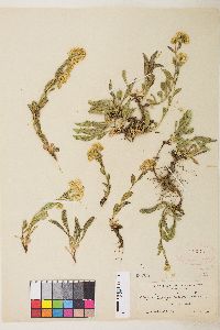 Solidago multiradiata image