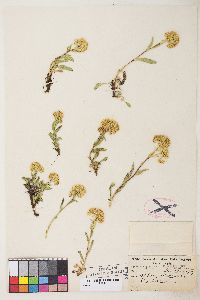 Solidago multiradiata image