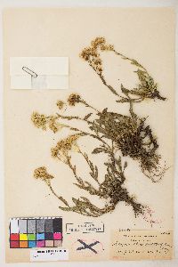 Solidago multiradiata image