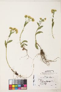 Solidago multiradiata image