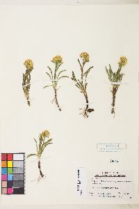 Solidago multiradiata image