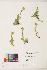 Solidago multiradiata image