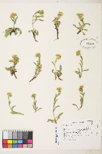 Solidago multiradiata image