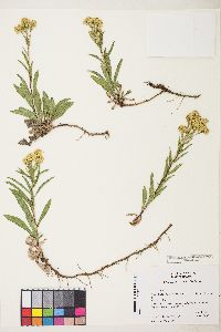 Solidago multiradiata image