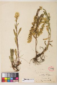 Solidago simplex image