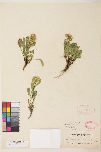 Solidago simplex image