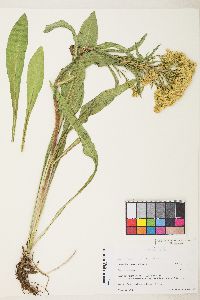 Solidago spectabilis image