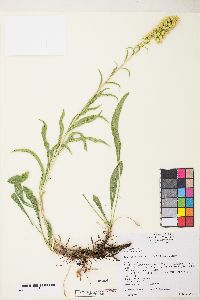 Solidago spectabilis image