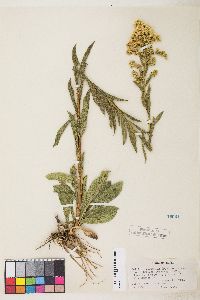 Solidago spectabilis image