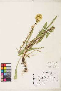 Solidago spectabilis image