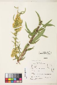 Solidago spectabilis image