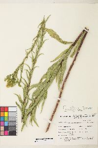 Solidago spectabilis image