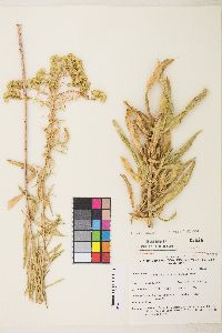 Solidago spectabilis image