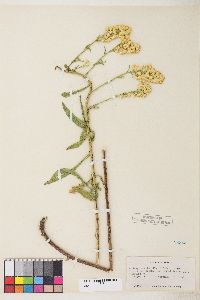 Solidago spectabilis image