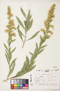 Solidago velutina image