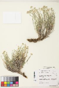 Sphaeromeria cana image