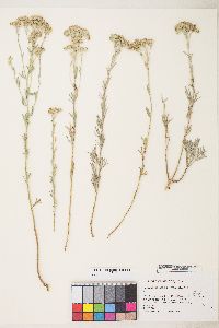 Sphaeromeria cana image