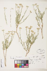 Sphaeromeria cana image