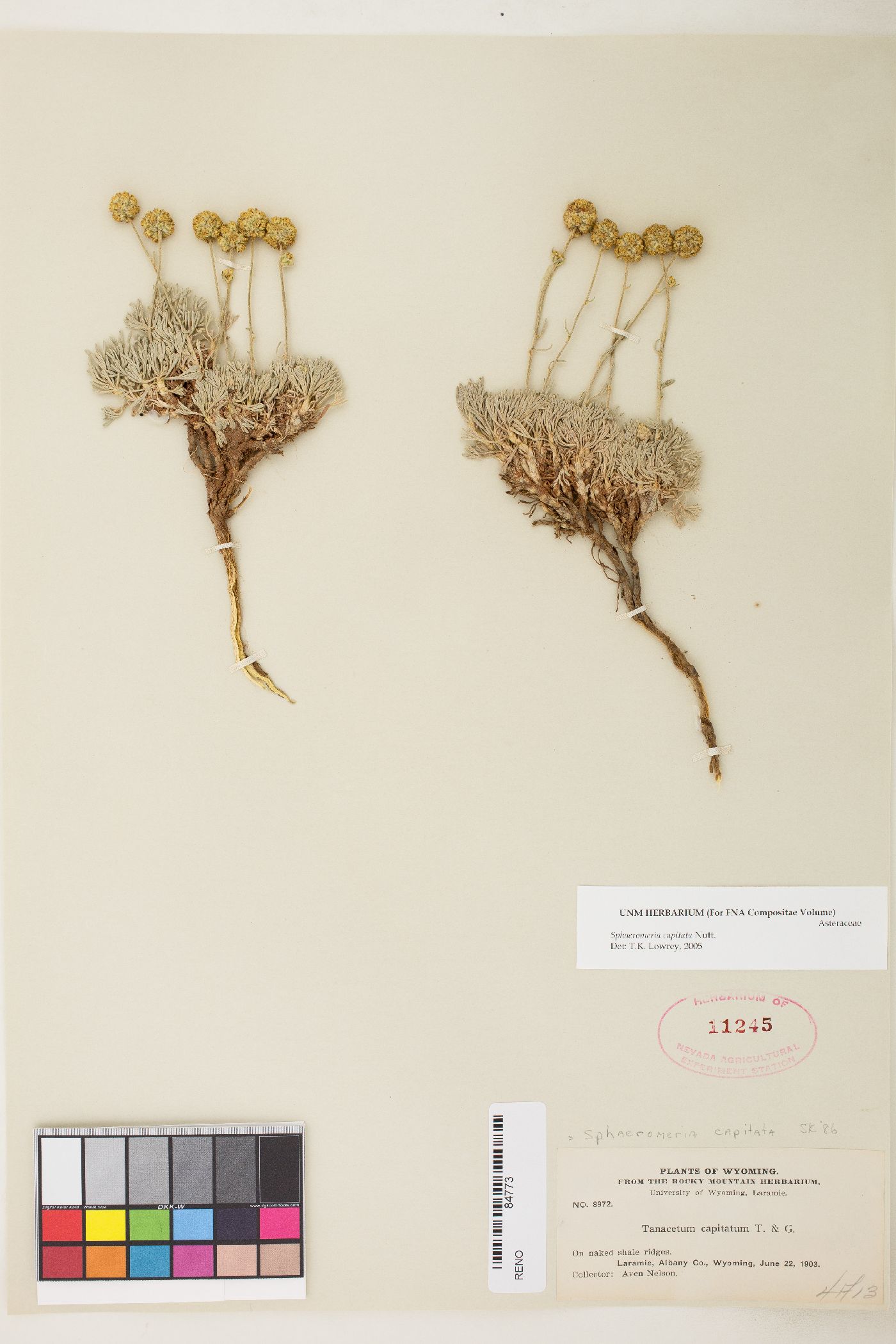 Sphaeromeria capitata image