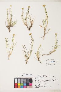 Sphaeromeria diversifolia image