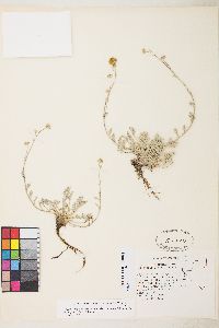 Sphaeromeria potentilloides image