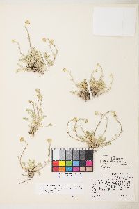 Sphaeromeria potentilloides image