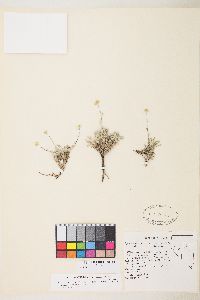 Sphaeromeria potentilloides image