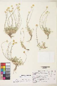 Sphaeromeria potentilloides image