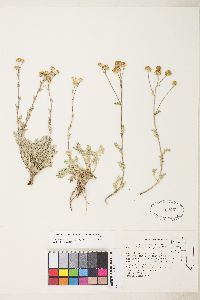 Sphaeromeria potentilloides image