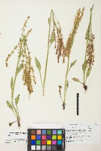 Rumex paucifolius image