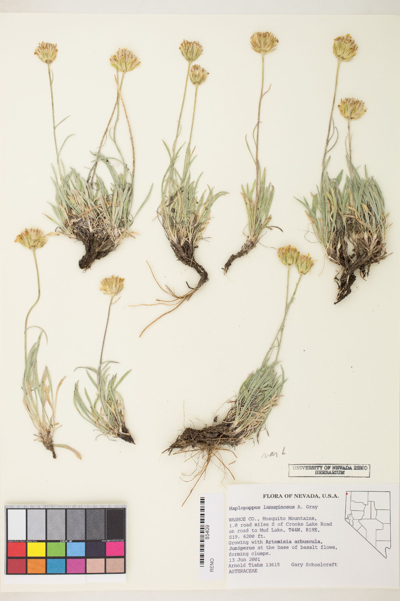 Stenotus lanuginosus var. lanuginosus image