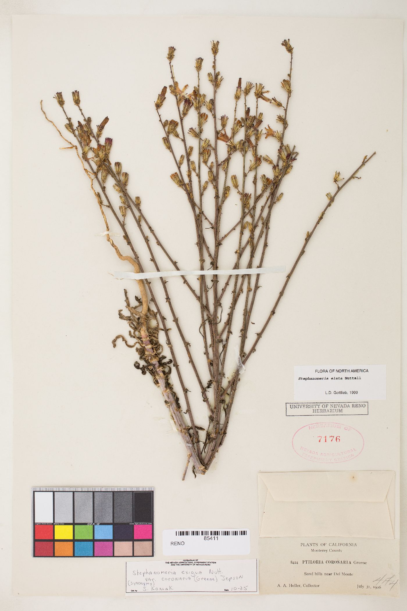 Stephanomeria elata image