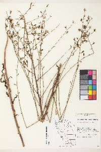 Stephanomeria elata image