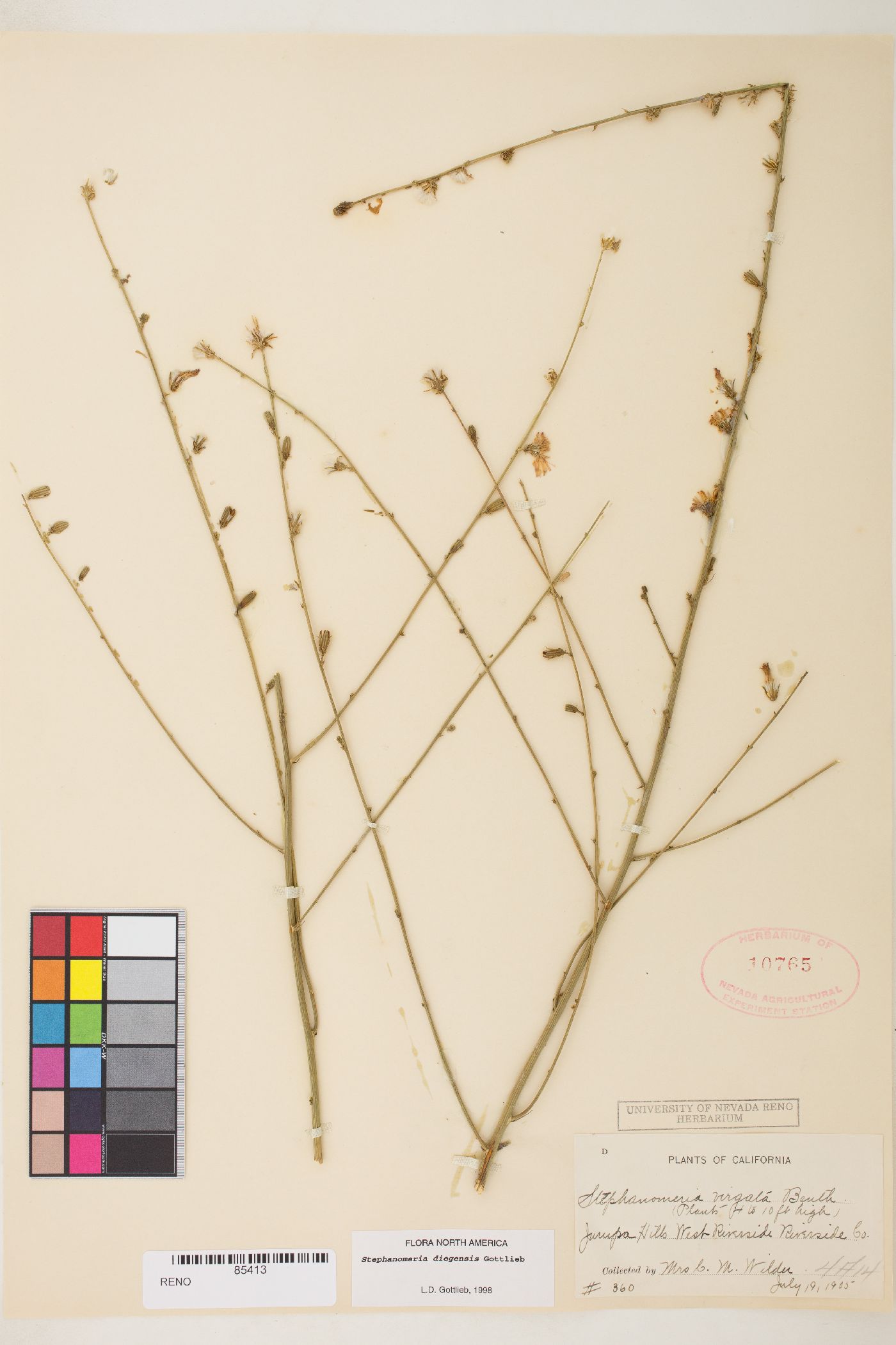 Stephanomeria diegensis image