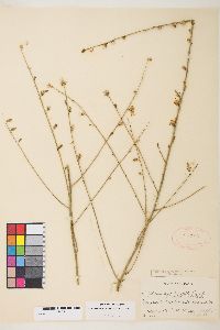 Stephanomeria diegensis image