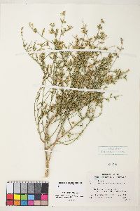 Stephanomeria exigua image