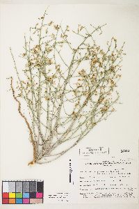 Stephanomeria exigua image