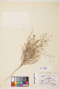 Stephanomeria exigua image