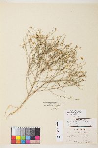 Stephanomeria exigua image