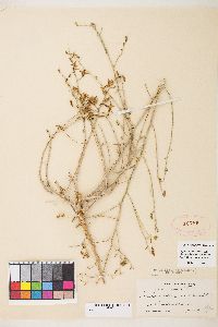 Stephanomeria exigua image