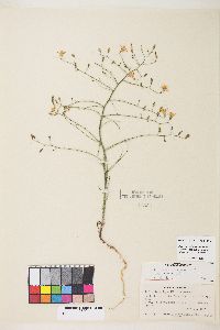 Stephanomeria exigua image