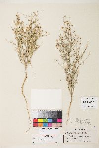 Stephanomeria exigua image