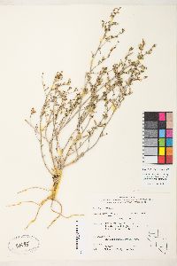 Stephanomeria exigua image